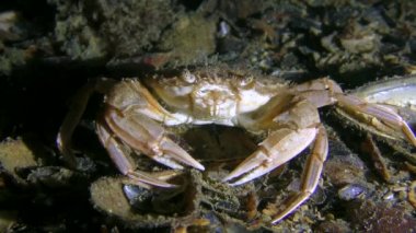 Yüzen yengeç yüzen bir balıktan korkar..