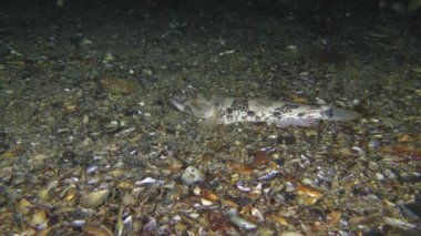 Deniz balığı Knout goby balığı (Mezogobius batrachocephalus) at uskumrusu ile çevrili deniz tabanında.