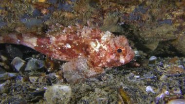 Kara Akrep Balığı (Scorpaena porcus) deniz tabanında parlak renklidir..