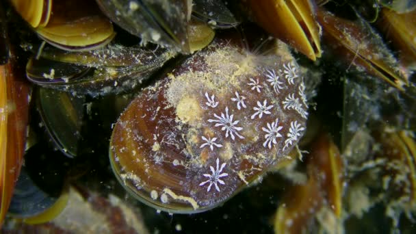 Колониальная асцидия Golden Star Tunicate на раковине мидии. — стоковое видео