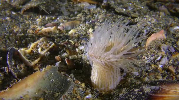 Elegante Anemone (Sagartia elegans) auf dem Meeresboden. — Stockvideo