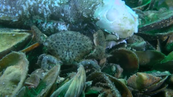 Diversi Jaguar granchio rotondo (Xantho poressa) mangiare pesce morto, primo piano. — Video Stock