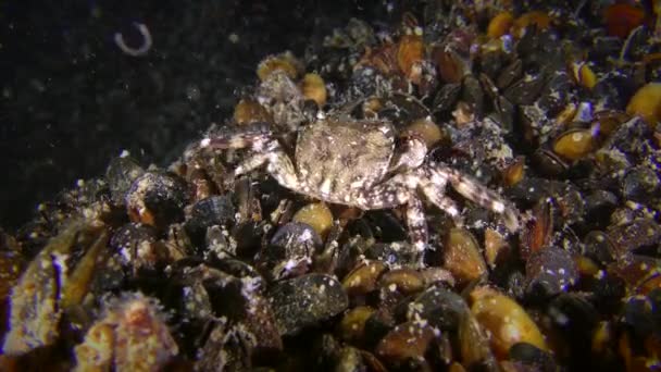 Le crabe des rochers marbré s'assied sur une pierre envahie de moules, puis s'éloigne. — Video