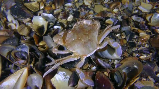 Schwimmkrabbe sucht am Boden zwischen Muscheln nach Nahrung. — Stockvideo