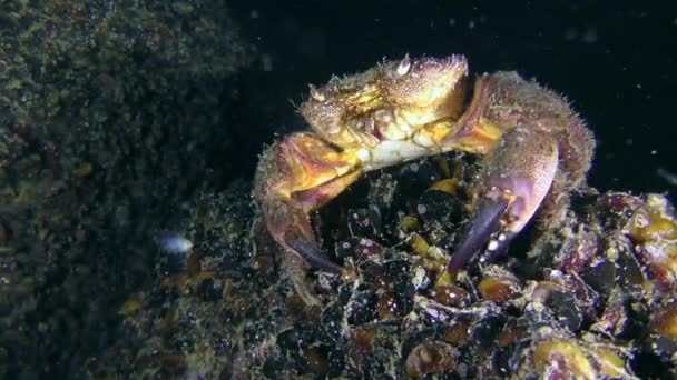 Krab zit bovenop een steen begroeid met mosselen en kruipt dan weg.. — Stockvideo