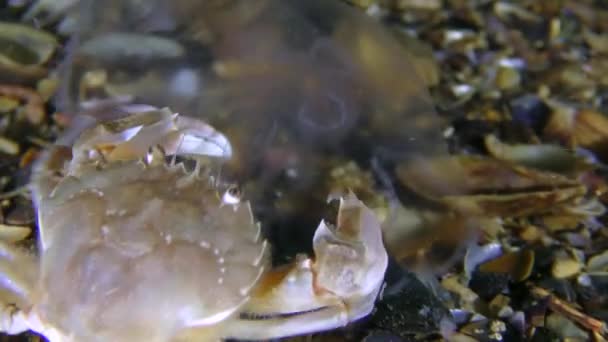 Swimming crab caught a small jellyfish and eats it, rear view. — Stock Video