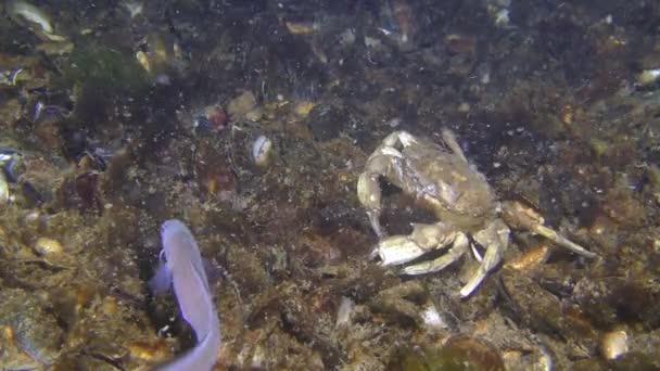 Crabe vert ou crabe du rivage à la recherche de nourriture au fond, le poisson nage passé.