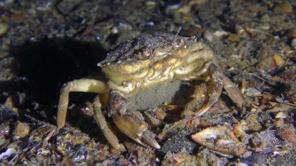 Crabe vert femelle avec des œufs sur l'abdomen.