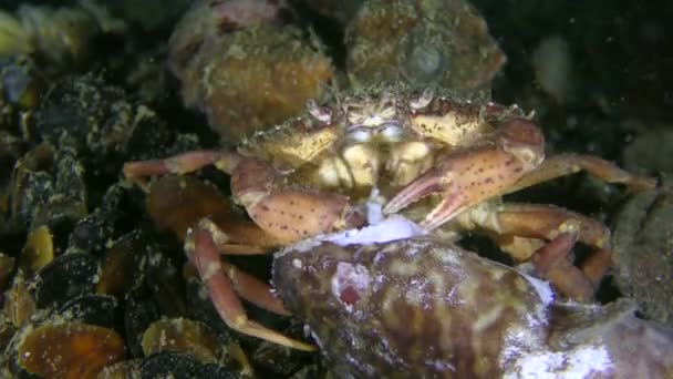 Crabe du rivage (Carcinus maenas) mange des poissons morts, gros plan. — Video