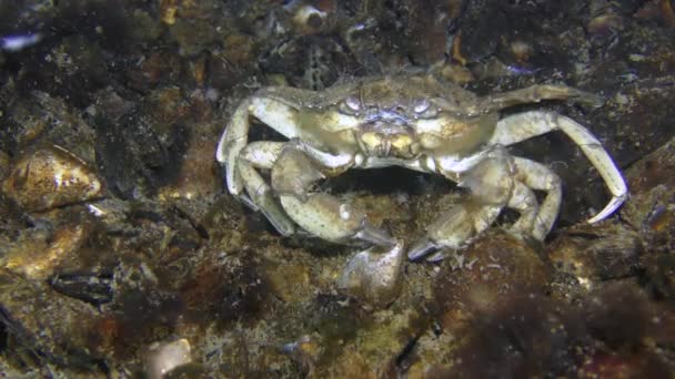 Rare moment of behavior: Green crab scratches its back on shells on the seabed. — Stock Video