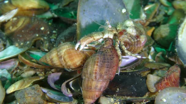 Trójkąt miłosny krabów pustelnika: samiec ciągnie nie nie tylko samicę, ale także przeciwnika, który się jej trzyma. — Wideo stockowe