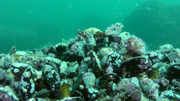 Stenar övervuxna med mussla (Mytilus edulis), medelstora skott. — Stockvideo