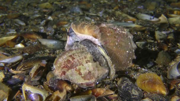 Invasieve soorten: Paring Veined Rapa Whelk, medium shot. — Stockvideo