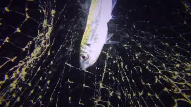 Fisk Hästmakrill slår i fiskenätet. — Stockvideo