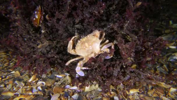 Biozönose der Rotalgen-Phyllophora: Schwimmkrabbe auf Algen. — Stockvideo