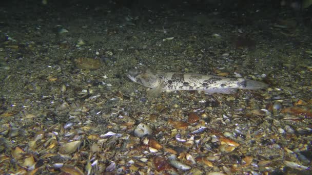 Peixes-do-mar Peixes-do-mar da espécie Knout goby (Mesogobius batrachocephalus) no fundo do mar rodeados por carapau. — Vídeo de Stock