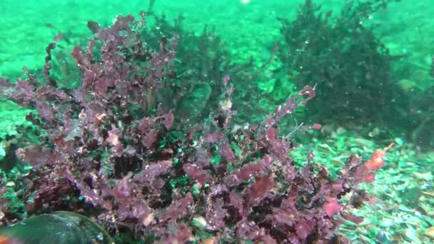 Κόκκινη φύκια φυλλοφόρα (Phyllophora crispa) στον πυθμένα της θάλασσας, κοντά. — Αρχείο Βίντεο