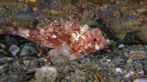 Kara Akrep Balığı (Scorpaena porcus) deniz tabanında parlak renklidir.. — Stok video