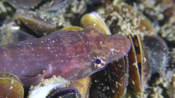Connemarra clingfish (Lepadogaster candolii) gira los ojos, de cerca. — Vídeos de Stock