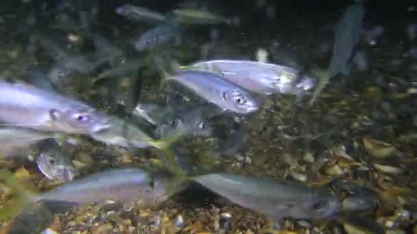 Um bando de carapau de peixe comercial come pequenos crustáceos . — Vídeo de Stock