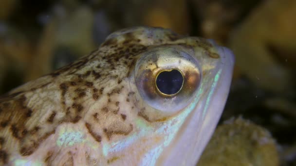 Peixe tóxico Maior weever vira os olhos, close-up extremo . — Vídeo de Stock