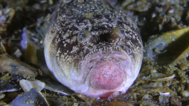 Giftiger Fisch Atlantischer Sternengucker (Uranoscopus scaber) Porträt, Vorderseite. — Stockvideo