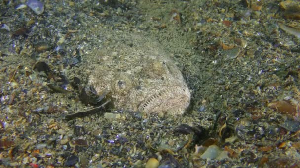 Нижняя рыба Atlantic stargazer копает в песчаном дне, вид сверху, крупный план. — стоковое видео