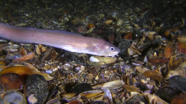 Night sea fish Roche's snake blenny searches for prey by feeling the bottom with antennae, close-up. — Stock Video