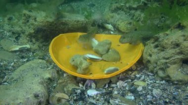 Göletin plastik kirliliği: Deniz tabanındaki plastik atıklar arasında goby balığı.