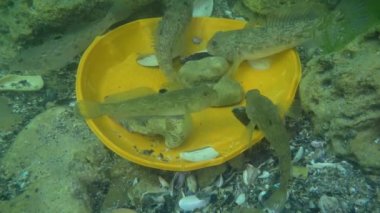 Göletin plastik kirliliği: Deniz tabanındaki plastik atıklar arasında goby balığı.