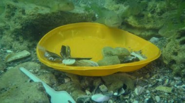 Okyanusun plastik kirliliği: Deniz tabanındaki plastik atıklar arasında goby balığı.