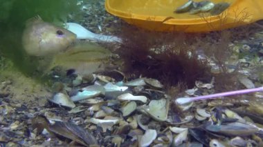 Denizin plastik kirliliği: deniz tabanındaki plastik çöplerin arasındaki balık balığı.