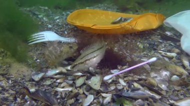Denizin plastik kirliliği: deniz tabanındaki plastik çöplerin arasındaki balık balığı.