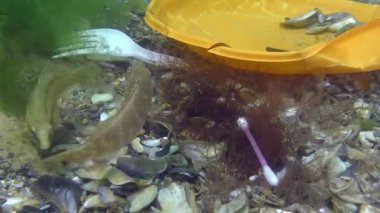 Denizin plastik kirliliği: deniz tabanındaki plastik çöplerin arasındaki balık balığı.