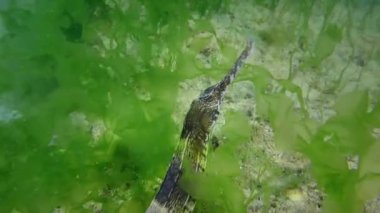 Kalın burunlu boru balığı (Syngnathus varegatus) deniz tabanında yüzer.