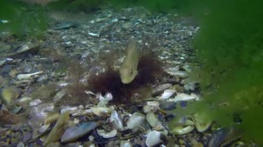 Spawning Gray wrasse (Symphodus cinereus).