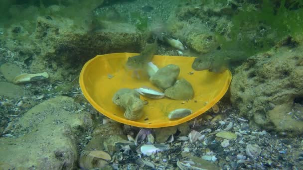 Contaminación plástica del estanque: peces gobios entre los residuos plásticos del fondo marino. — Vídeos de Stock