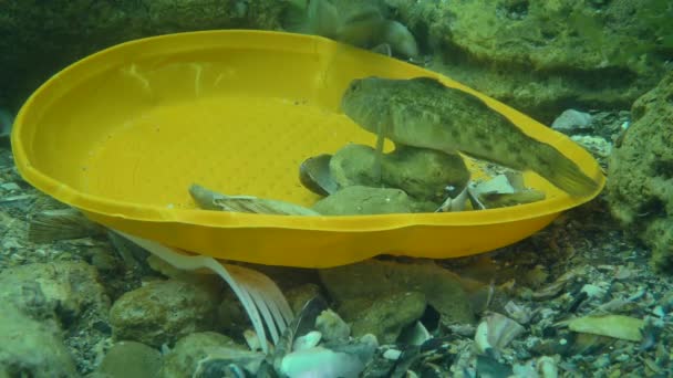 Plastikowe zanieczyszczenie oceanu: Goby ryb wśród odpadów z tworzyw sztucznych na dnie morza. — Wideo stockowe