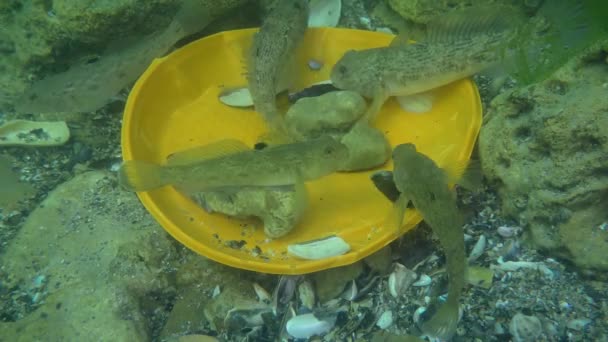 Göletin plastik kirliliği: Deniz tabanındaki plastik atıklar arasında goby balığı. — Stok video