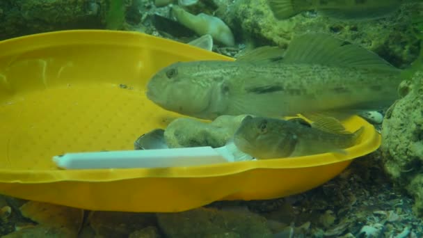 Pollution plastique : les poissons de Gobie parmi les déchets plastiques sur les fonds marins. — Video