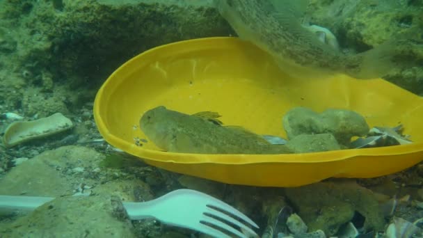 Inquinamento plastico del mare: il pesce di Goby tra i rifiuti plastici sul fondo marino. — Video Stock