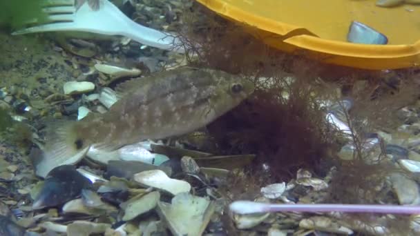 Poluição plástica do mar: peixe de wrasse entre lixo plástico no fundo do mar. — Vídeo de Stock