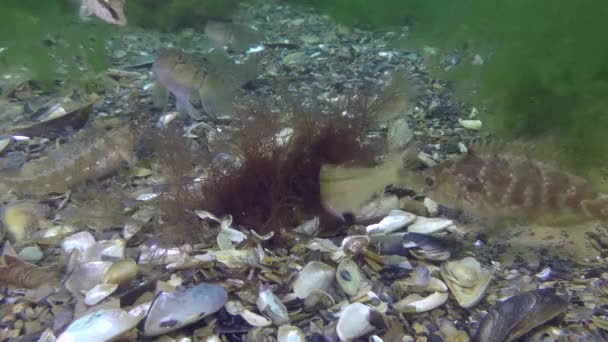 Crianza Gray wrasse (Symphodus cinereus). — Vídeos de Stock