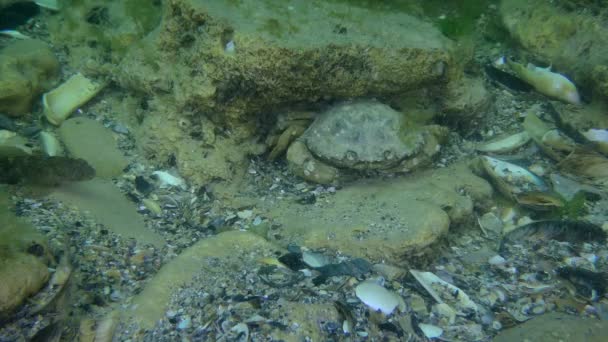 Caranguejo-verde ou caranguejo-da-costa (Carcinus maenas) — Vídeo de Stock