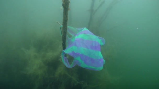 Пластикове забруднення: пластиковий пакет на гілці затопленого дерева . — стокове відео