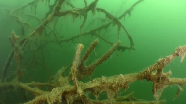 Plastic vervuiling: een plastic zak op een tak van een overstroomde boom. — Stockvideo