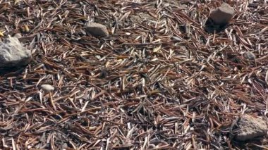 Zeytinlik: yere dökülen yapraklar ve zeytinlikler, zoom.