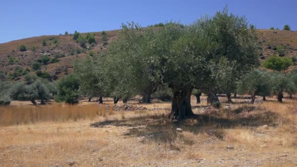 Olivenhain im Hintergrund einer Berglandschaft, langsamer Zoom. Europa, Griechenland. — Stockvideo