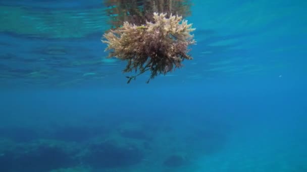 Un buisson d'algues déchiré flotte à la surface de l'eau, vue du bas. — Video