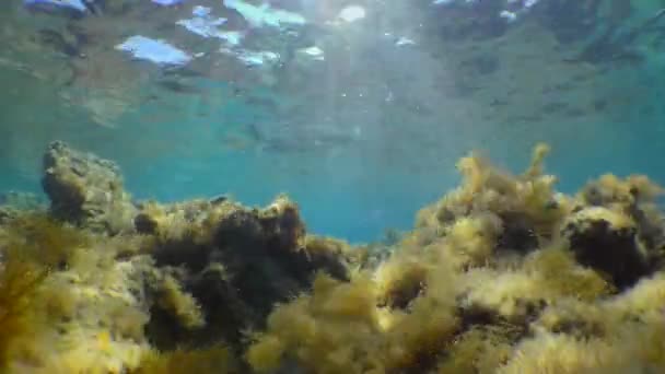 Excellent underwater landscape: cliffs covered with algae, the rays of the sun in the water column. — Stock Video